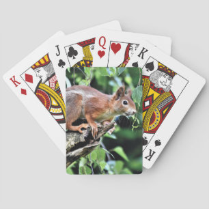 Rotes Eichhörnchen Spielkarten