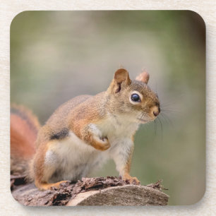 Rotes Eichhörnchen Untersetzer
