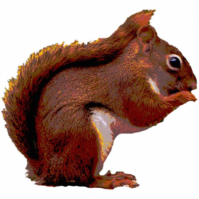 Rotes Eichhörnchen-Weihnachtshängendes Acryl Fotoskulptur Ornament (Vorne)