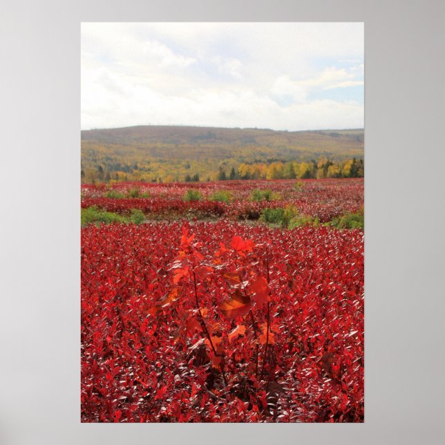 Rotes Feld Poster (Vorne)