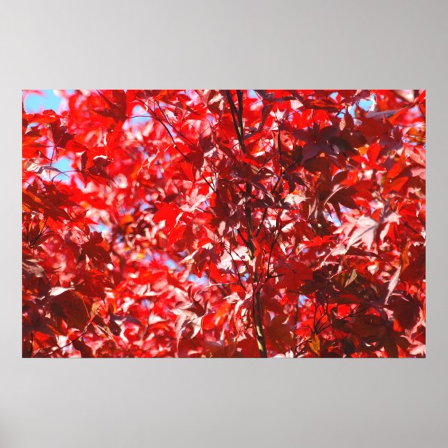 Rotes Foliage Poster (Vorne)