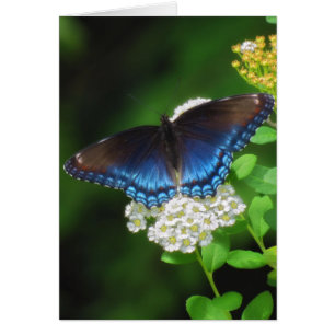 Rotes gepunktetes Lila - Schmetterling