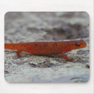 Rotes gepunktetes Newt mousepad