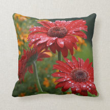 Rotes Gerbera-Gänseblümchen-Kissen