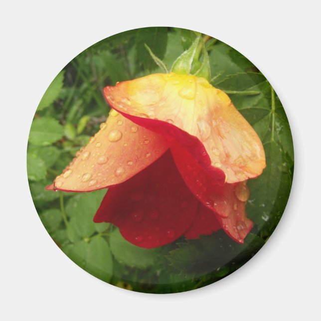 Rotes Gold Rose Petals Raindrops Foto Magnet (Vorne)