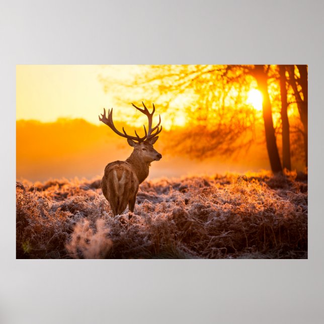 Rotes Hirsch in der Morgensonne. Hirsche, Tiere, w Poster (Vorne)