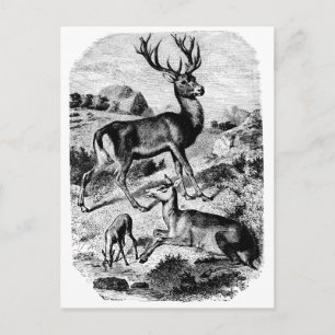 Rotes Hirsch Vintage Holzgravur Postkarte