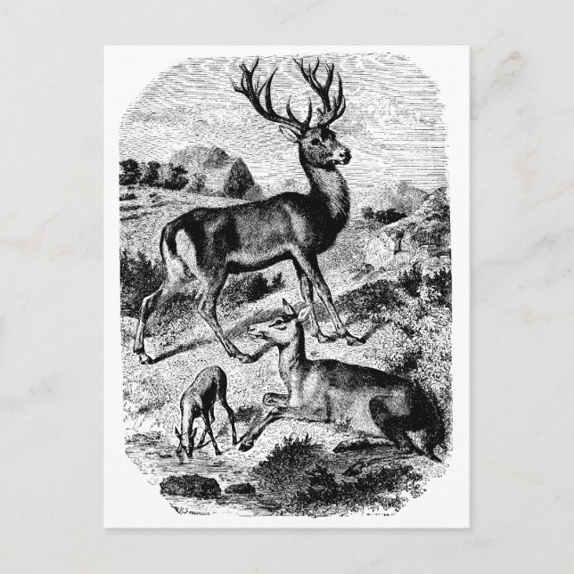 Rotes Hirsch Vintage Holzgravur Postkarte (Vorderseite)