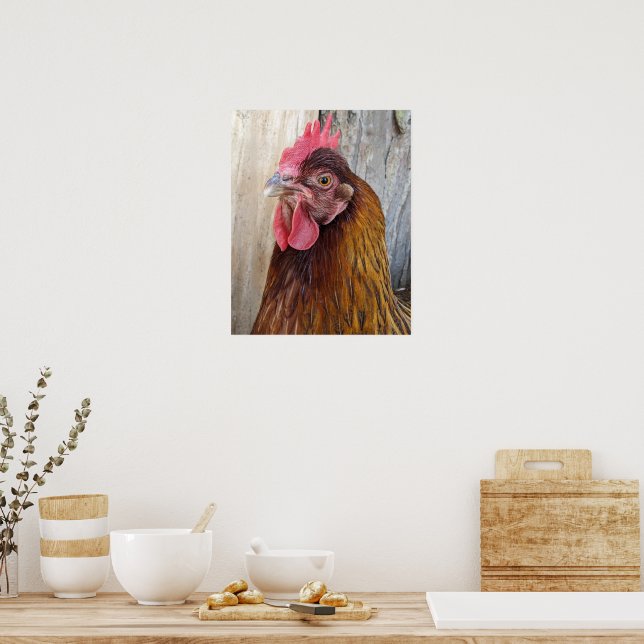 Rotes Hühnerhennen-Foto Poster (Küche)