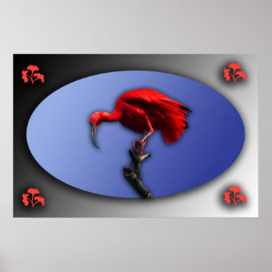 Rotes IBIS-Plakat Poster