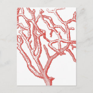 Rotes Korallenriff Postkarte