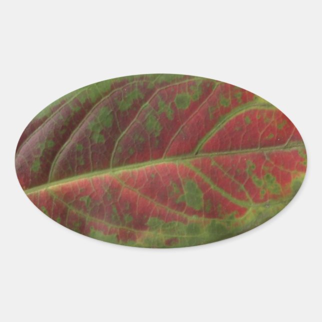 Rotes Leaf, ovaler Aufkleber, Dichtscheibe, Etiket Aufkleber (Vorderseite)