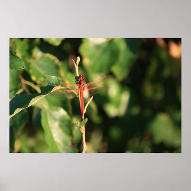 Rotes Libelle-Poster Poster (Vorne)