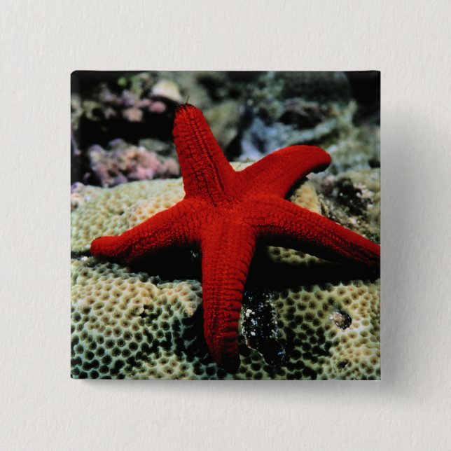 Rotes Meer der Stern-Fisch-| Button (Vorderseite)