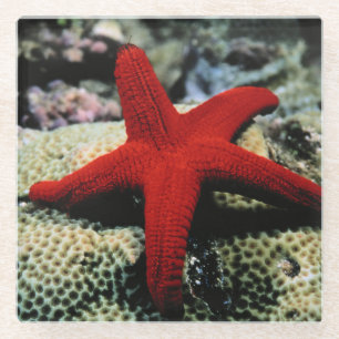 Rotes Meer der Stern-Fisch- Glasuntersetzer
