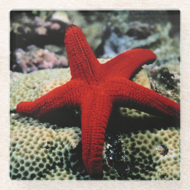 Rotes Meer der Stern-Fisch-| Glasuntersetzer (Vorderseite)