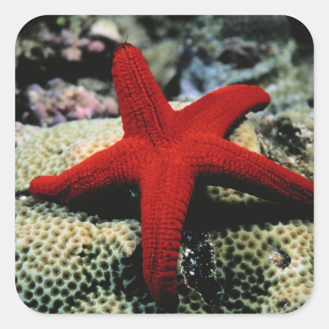 Rotes Meer der Stern-Fisch-| Quadratischer Aufkleber (Vorderseite)