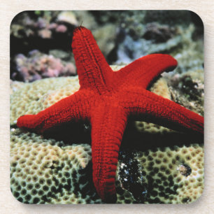 Rotes Meer der Stern-Fisch-  Untersetzer