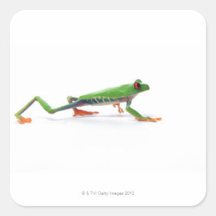 Rotes mit Augen Baumfroschgehen Quadratischer Aufkleber