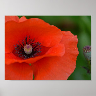 Rotes Mohnblumen-Plakat Poster