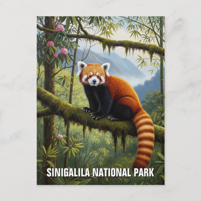 Rotes Panda in Singalila Nationalpark Reisen Postkarte (Vorderseite)