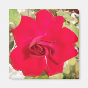 Rotes rosiges magnet