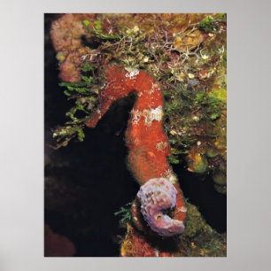 Rotes Seepferd Poster