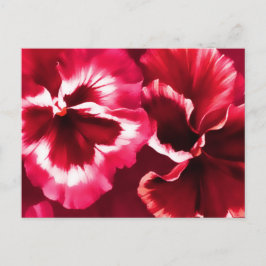 Rotes Stiefmütterchen Postkarte
