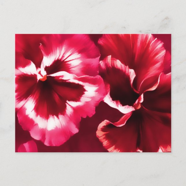Rotes Stiefmütterchen Postkarte (Vorderseite)