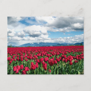 Rotes Tulip-Feld Postkarte
