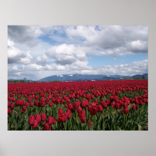 Rotes Tulpe-Feld Poster