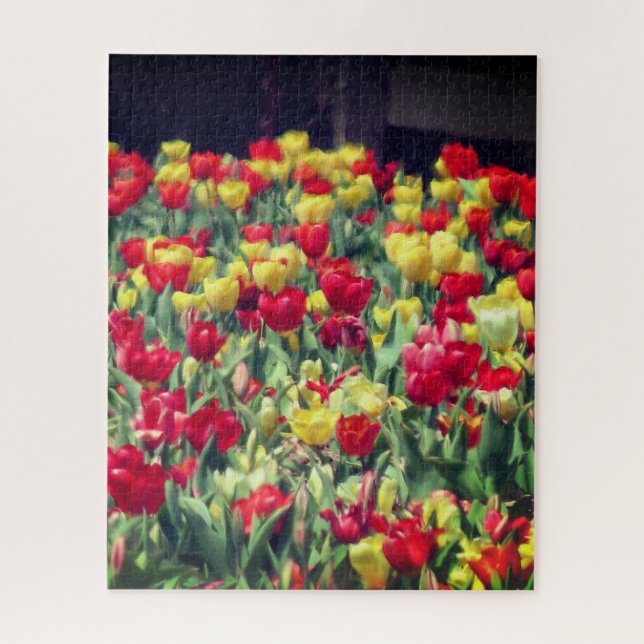 Rotes und gelbes Tulip-Feld (Vertikal)