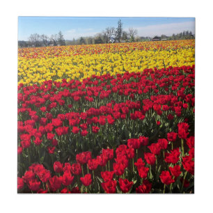 Rotes und gelbes Tulip-Feld Fliese