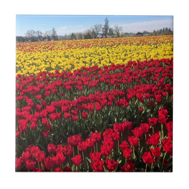 Rotes und gelbes Tulip-Feld Fliese (Vorderseite)