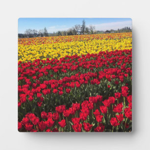 Rotes und gelbes Tulip-Feld Fotoplatte