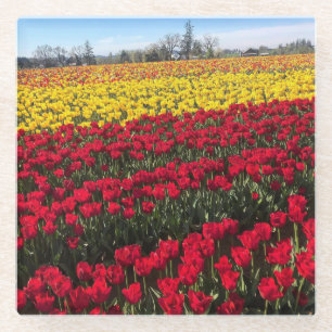 Rotes und gelbes Tulip-Feld Glasuntersetzer
