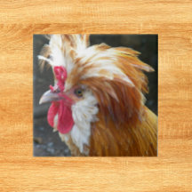 Rotes und weißes polnisches Hühnchen