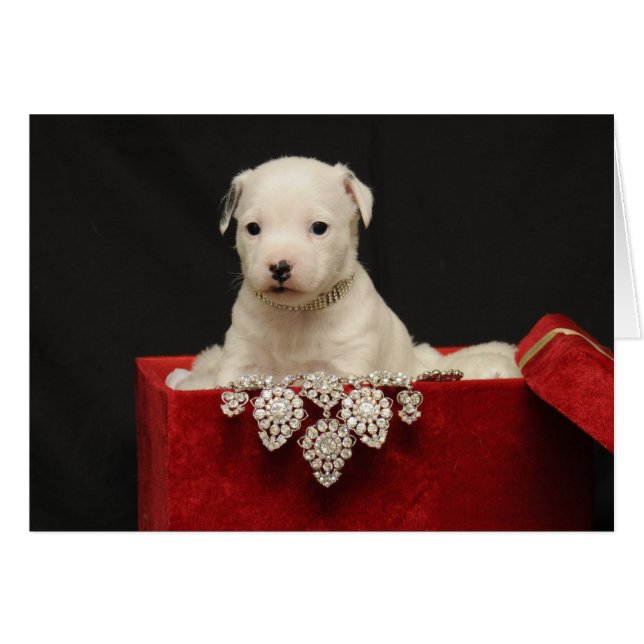 Rotes Velvet (Vorderseite (Horizontal))