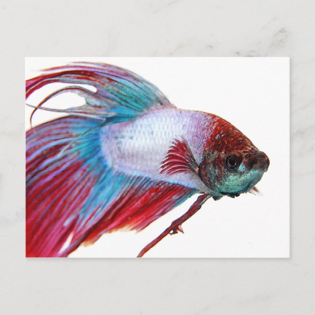 Rotes Weiß und Blau (Fisch auf weißem Hintergrund) Postkarte (Vorderseite)
