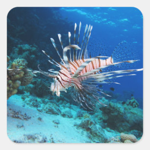 Rotfeuerfisch oder Pterois Miles, Riff-Fisch des O Quadratischer Aufkleber