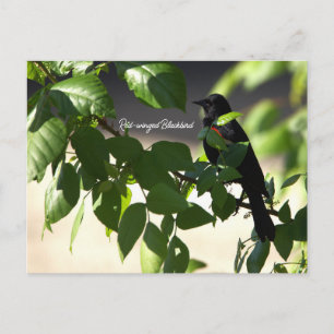 Rotflügel-Rotstärlchen-Postkarte Postkarte