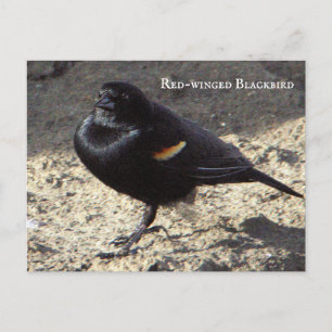 Rotflügel-Rotstärling-Postkarte Postkarte