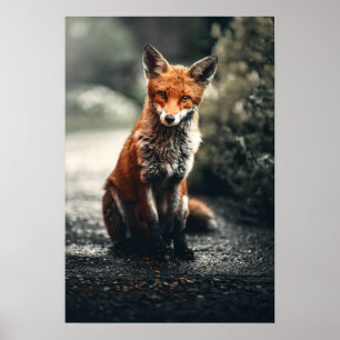 Rotfuchs am Boden Poster