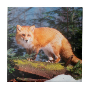 Rotfuchs auf einem Baumstamm Fliese