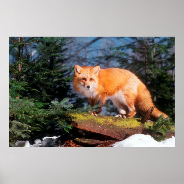 Rotfuchs auf einem Baumstamm Poster (Vorne)