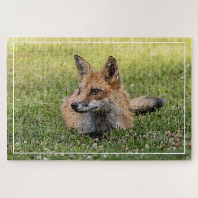 Rotfuchs auf einem Bettsockel aus Klee (horizontal (Horizontal)