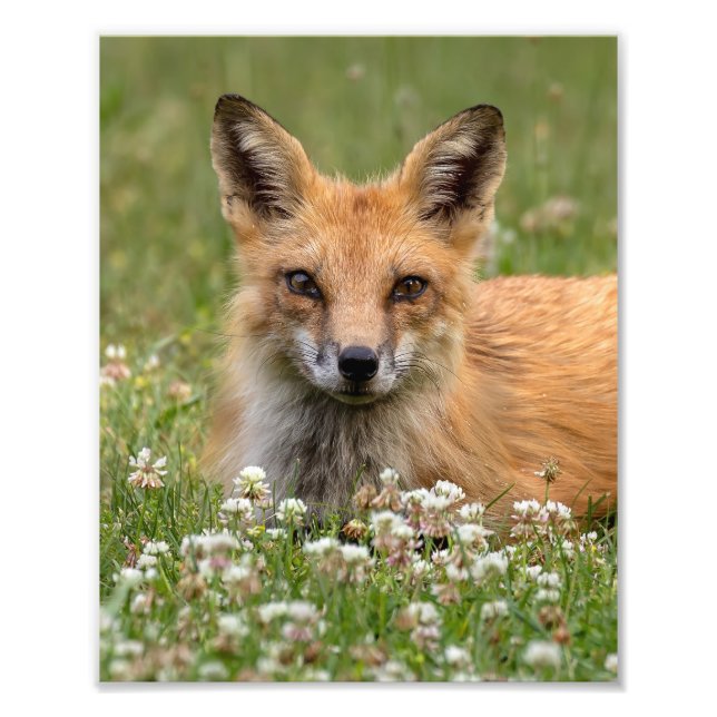 Rotfuchs auf einem Bettsockel Fotodruck (Vorne)
