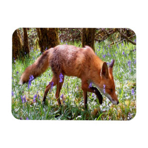 Rotfuchs Blaue Glockenblume Wald Naturliebhaber Ge Magnet