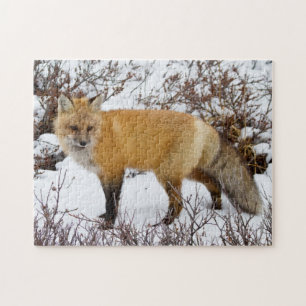 Rotfuchs im Schnee im Winter