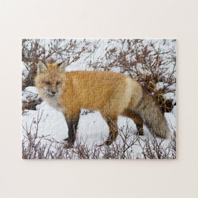 Rotfuchs im Schnee im Winter (Horizontal)